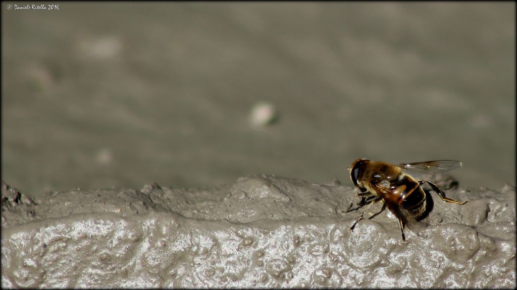 Syrphidae:  Eristalis tenax